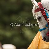 AoiMatsuri 20150515_075 CPR.jpg