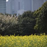 HAMARIKYU KOEN