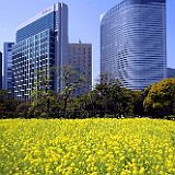 Hamarikyu 200704_6597 CPR.jpg